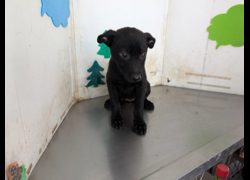 高雄市燕巢動物保護關愛園區,編號:465406, 混種犬          