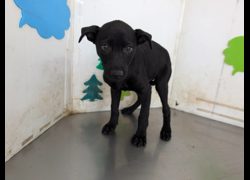高雄市燕巢動物保護關愛園區,編號:465407, 混種犬          