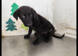 高雄市燕巢動物保護關愛園區,編號:465408, 混種犬          