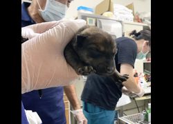 臺北市動物之家,編號:465428, 混種犬          