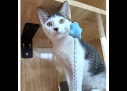 新竹縣動物保護教育園區,編號:459039, 混種貓                 