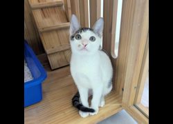 新竹縣動物保護教育園區,編號:459038, 混種貓                 