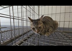 新竹市動物保護教育園區,編號:465430, 混種貓                 