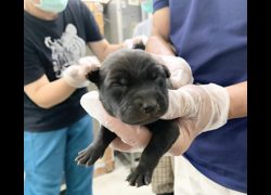 臺北市動物之家,編號:465431, 混種犬          