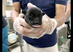 臺北市動物之家,編號:465433, 混種犬          