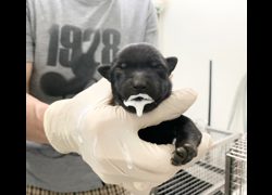 臺北市動物之家,編號:465435, 混種犬          