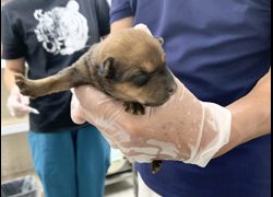 臺北市動物之家,編號:465436, 混種犬          