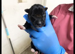 臺北市動物之家,編號:465445, 混種犬          