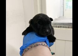 臺北市動物之家,編號:465446, 混種犬          