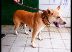 南投縣公立動物收容所,編號:465464, 混種犬          