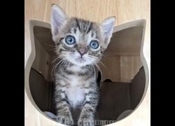 新竹縣動物保護教育園區,編號:465478, 混種貓                 