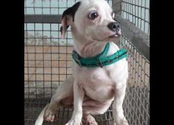 臺南市動物之家灣裡站,編號:465475, 混種犬          