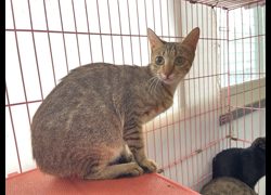 臺北市動物之家,編號:465524, 混種貓                 