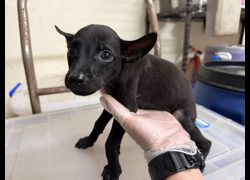 桃園市動物保護教育園區,編號:465545, 混種犬          