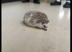 新竹市動物保護教育園區,編號:465549, 刺蝟