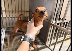 桃園市動物保護教育園區,編號:465597, 迷你品(迷你杜賓)