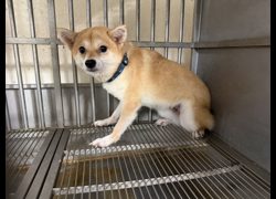 桃園市動物保護教育園區,編號:465602, 柴犬                  
