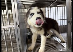 桃園市動物保護教育園區,編號:465604, 哈士奇(西伯利亞雪橇犬)