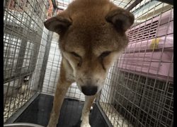 高雄市壽山動物保護教育園區,編號:465610, 柴犬                  