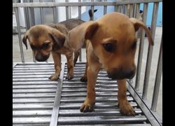 臺中市動物之家后里園區,編號:465628, 混種犬          