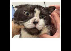臺北市動物之家,編號:465616, 美國短毛貓               