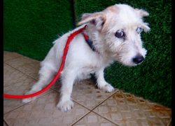 南投縣公立動物收容所,編號:465716, 混種犬          