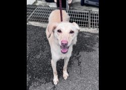 新北市板橋區公立動物之家,編號:465740, 混種犬          