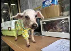 新北市板橋區公立動物之家,編號:465772, 迷你貴賓犬