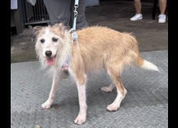新北市板橋區公立動物之家,編號:465822, 混種犬          