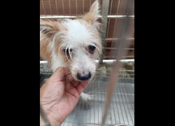 新北市五股區公立動物之家,編號:465823, 混種犬          