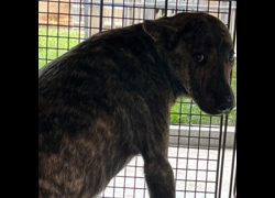 澎湖縣流浪動物收容中心,編號:465854, 混種犬          