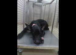 嘉義市動物保護教育園區,編號:465895, 混種犬          