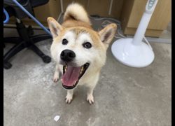 臺北市動物之家,編號:465966, 柴犬                  