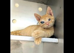 新竹縣動物保護教育園區,編號:462756, 混種貓                 