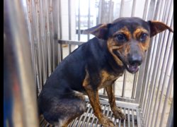 南投縣公立動物收容所,編號:466035, 混種犬          