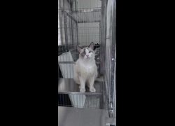 苗栗縣動物保護教育園區,編號:466036, 布偶貓