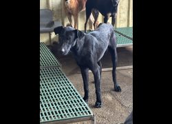 彰化縣流浪狗中途之家臨時收容所,編號:466026, 混種犬          