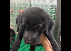 臺東縣動物收容中心,編號:466042, 混種犬          