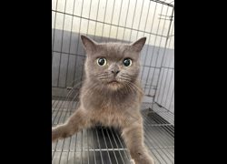 新北市五股區公立動物之家,編號:466044, 英國短毛貓               