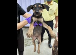 彰化縣流浪狗中途之家臨時收容所,編號:466056, 混種犬          