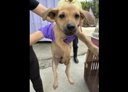 彰化縣流浪狗中途之家臨時收容所,編號:466059, 混種犬          
