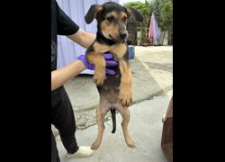 彰化縣流浪狗中途之家臨時收容所,編號:466060, 混種犬          