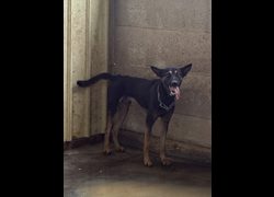 彰化縣流浪狗中途之家臨時收容所,編號:466078, 混種犬          