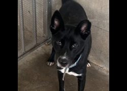 澎湖縣流浪動物收容中心,編號:462829, 混種犬          