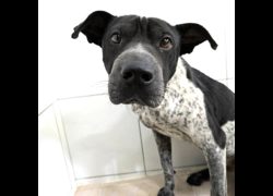 新竹縣動物保護教育園區,編號:465898, 混種犬          