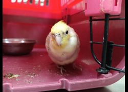 新竹市動物保護教育園區,編號:466128, 玄鳳鸚鵡