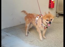 新竹市動物保護教育園區,編號:466133, 混種犬          