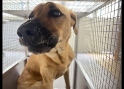 臺北市動物之家,編號:466138, 混種犬          