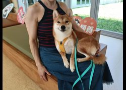 新竹市動物保護教育園區,編號:466206, 柴犬                  