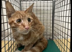 臺北市動物之家,編號:466231, 混種貓                 